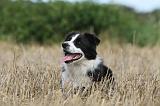 BORDER COLLIE 764